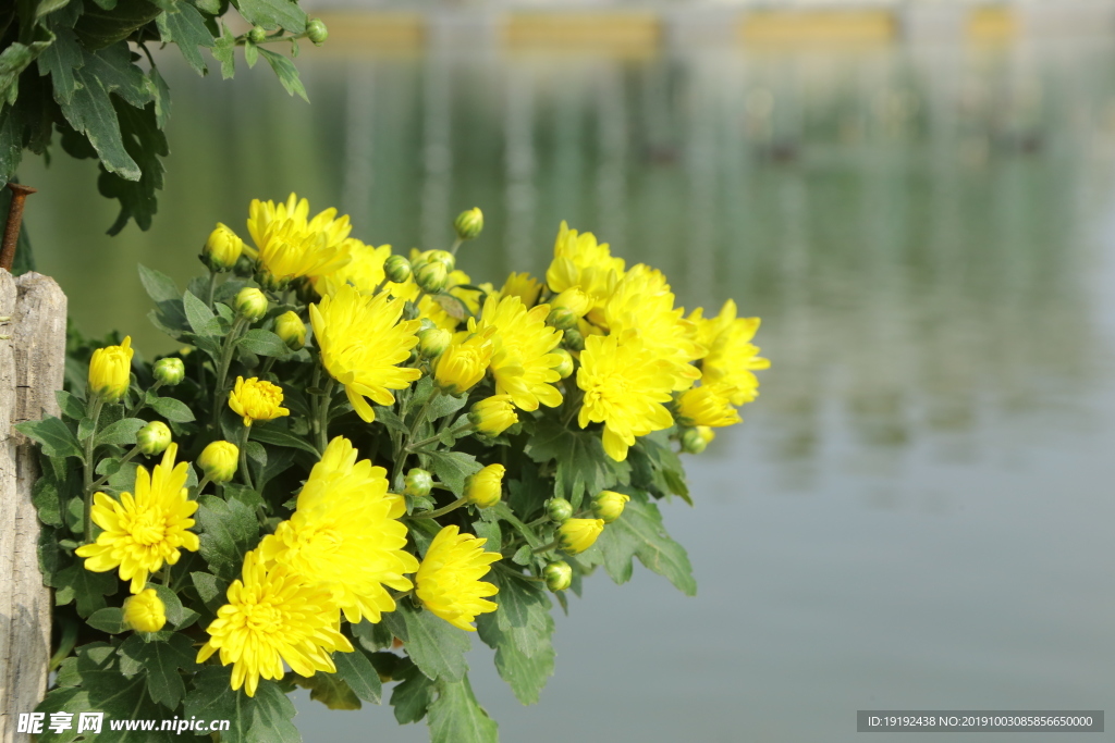 菊花