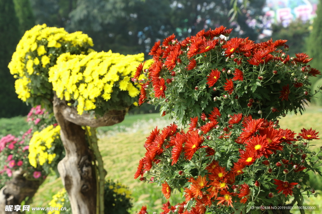菊花