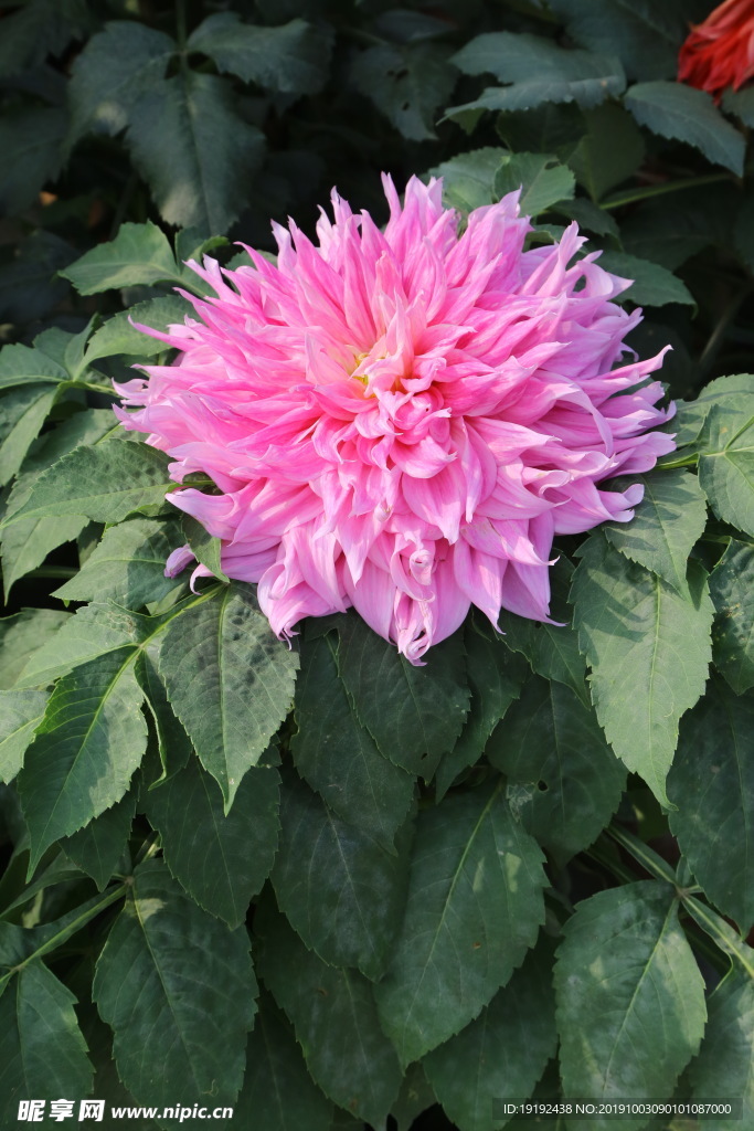 大丽花