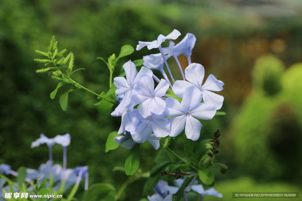 蓝雪花