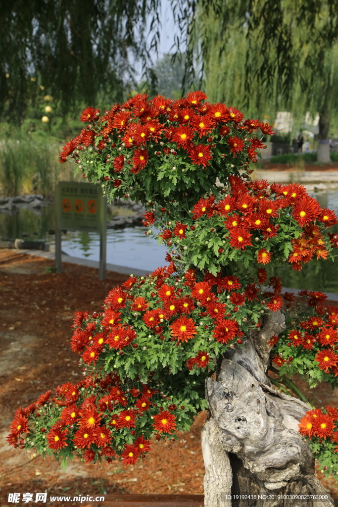 菊花
