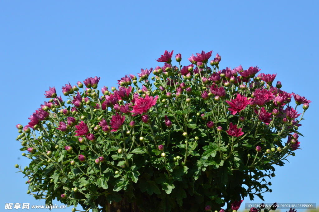 菊花