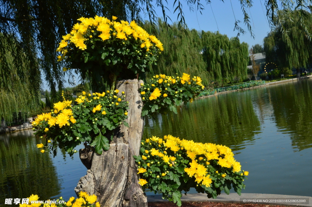 菊花