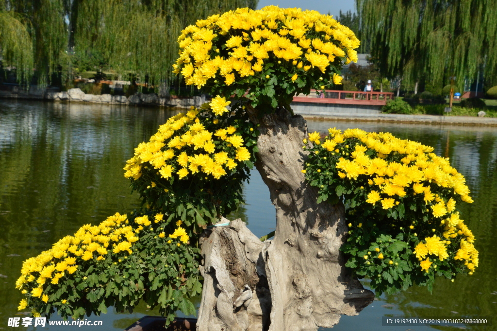 菊花