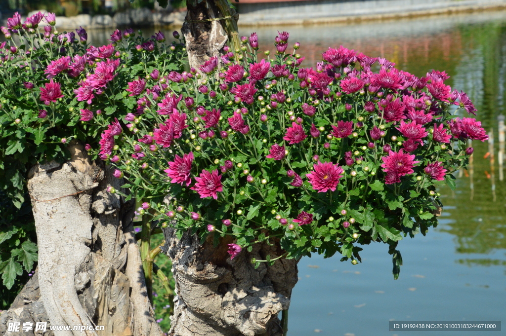 菊花