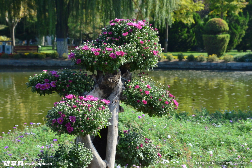 菊花