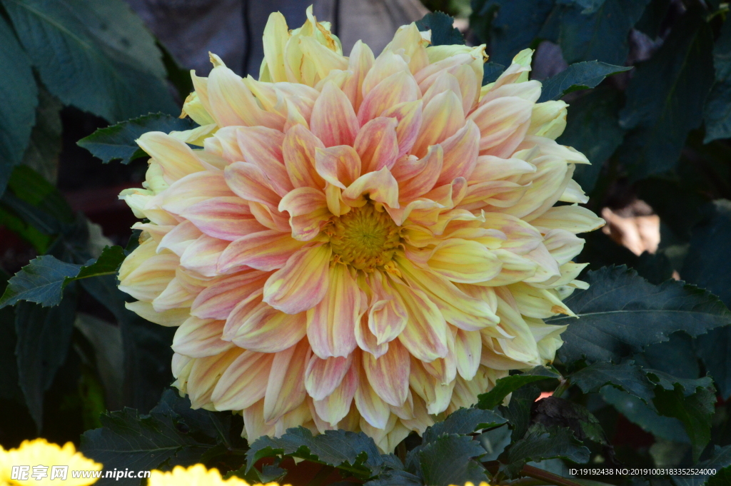 大丽花
