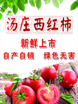 西红柿海报