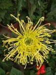 金丝菊