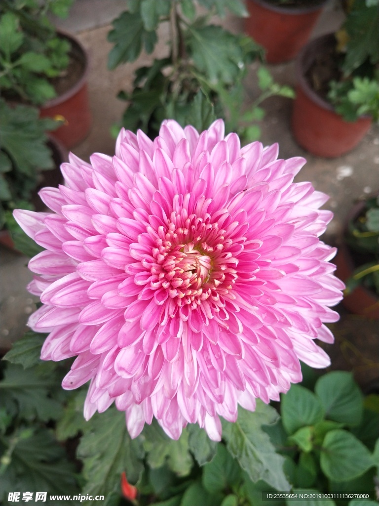 菊花
