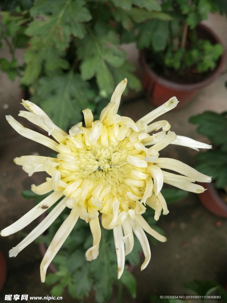金丝菊