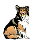 苏格兰牧羊犬