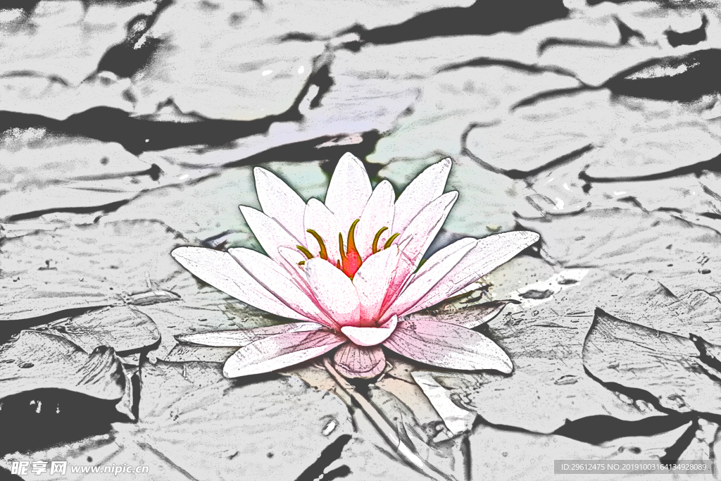 荷花