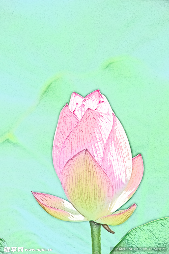 荷花