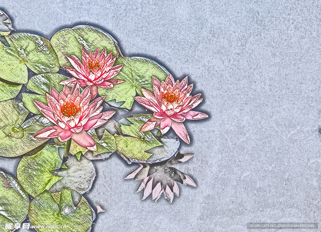 荷花