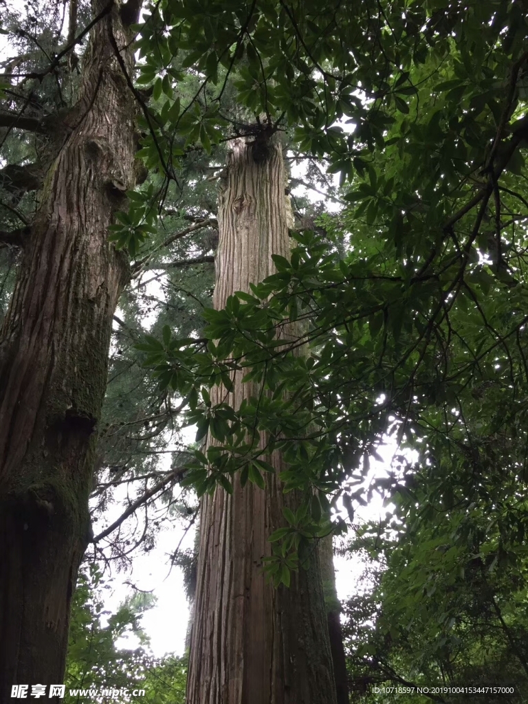 风景树