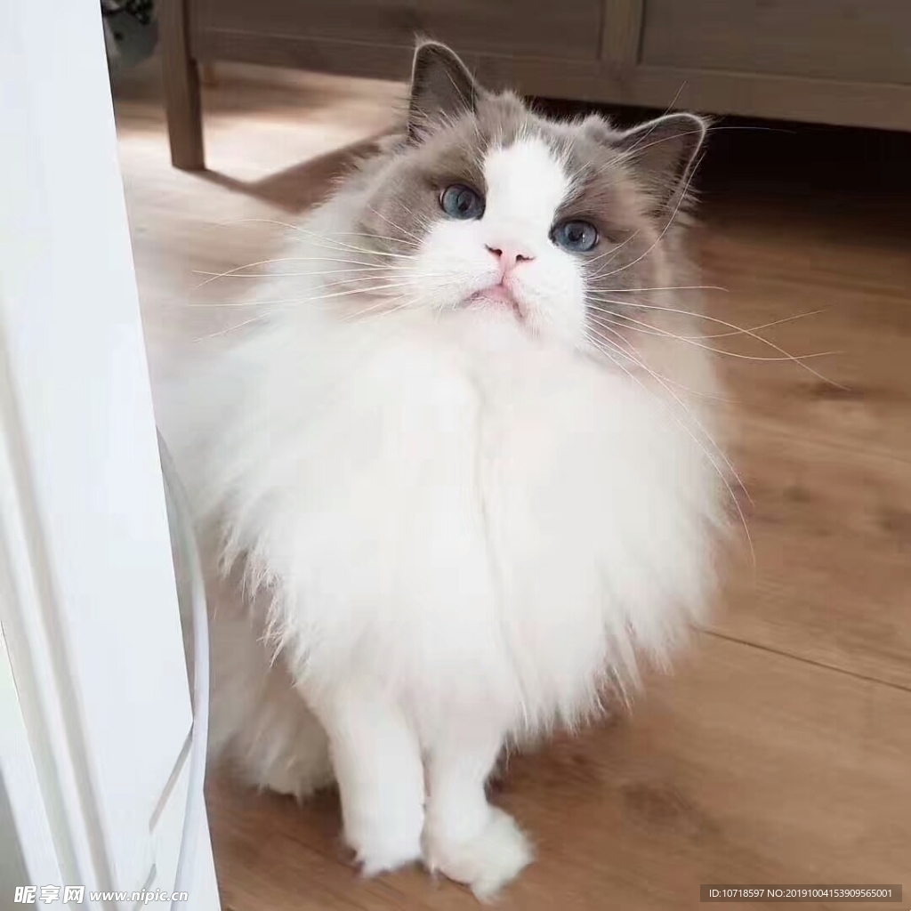 小猫咪