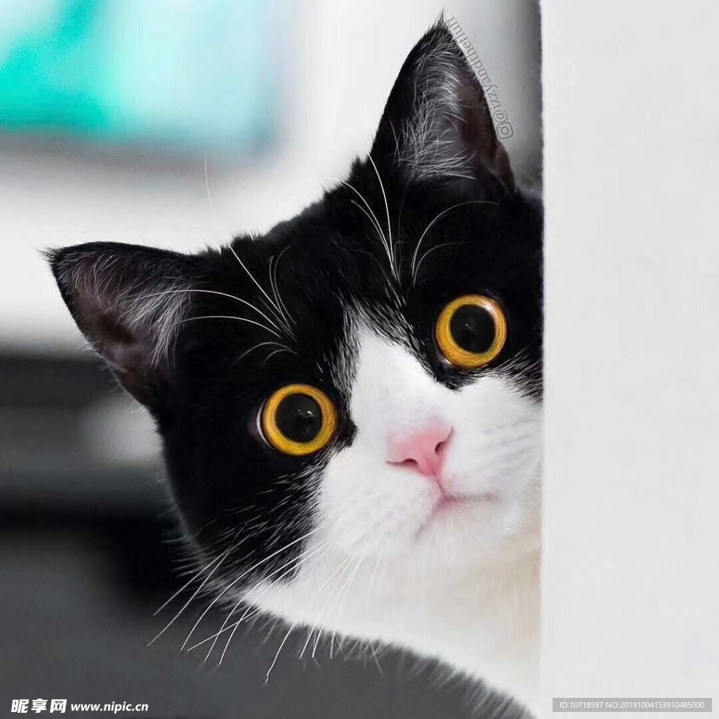 小猫咪