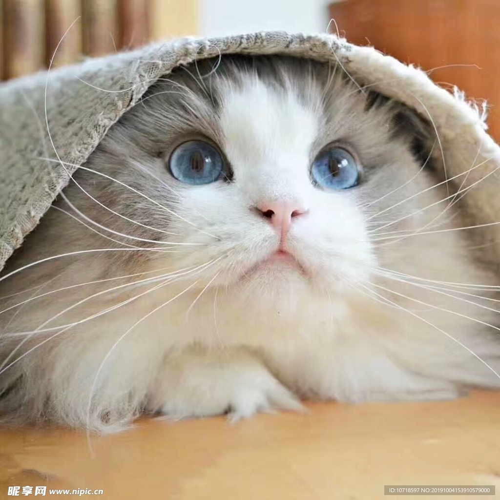 小猫咪