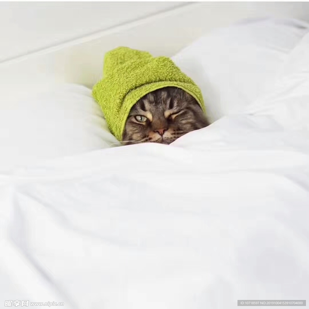小猫咪