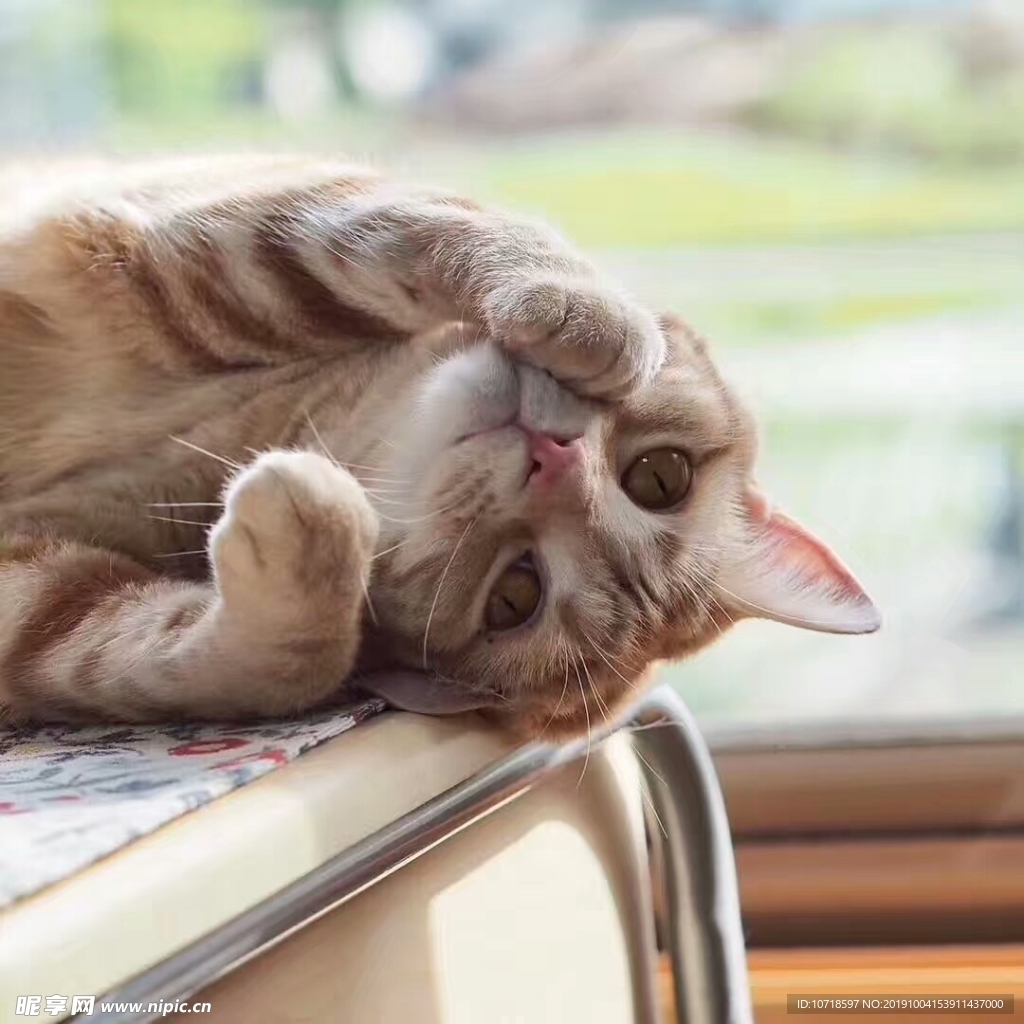 小猫咪