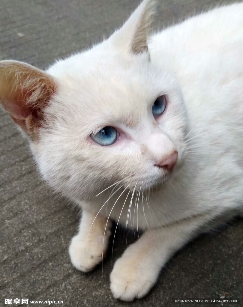 小猫咪