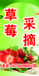 草莓采摘