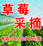 草莓采摘