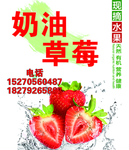 奶油草莓采摘