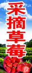 草莓采摘