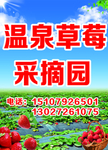 草莓采摘