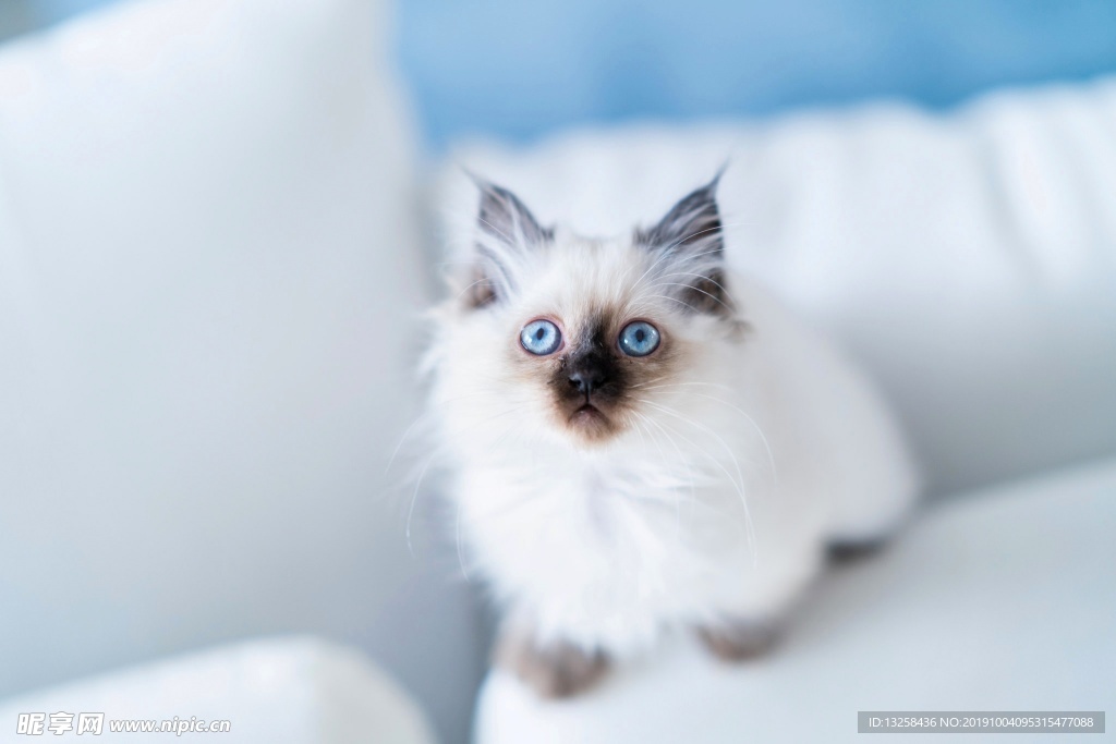 小猫宠物猫咪