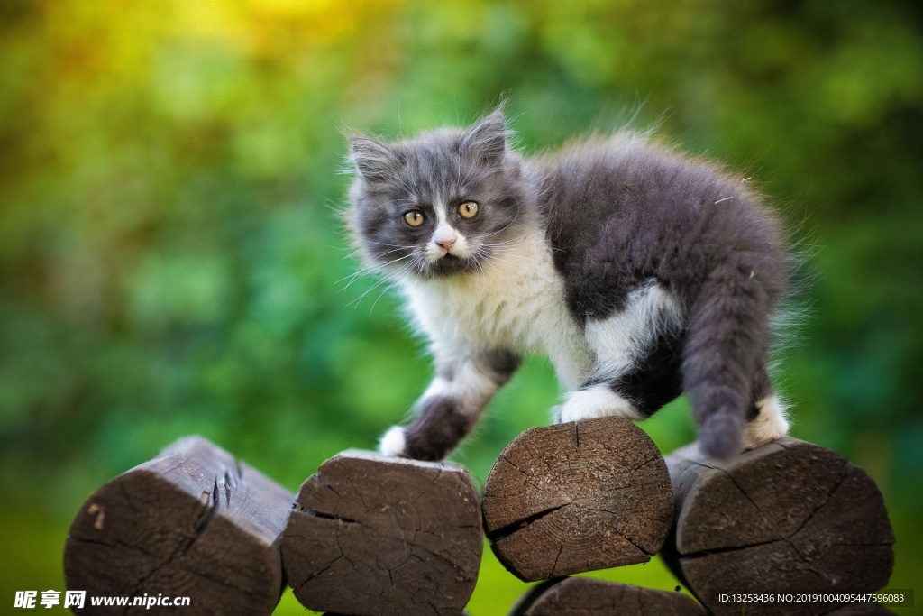 小猫宠物猫咪