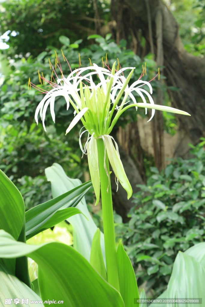 文殊兰