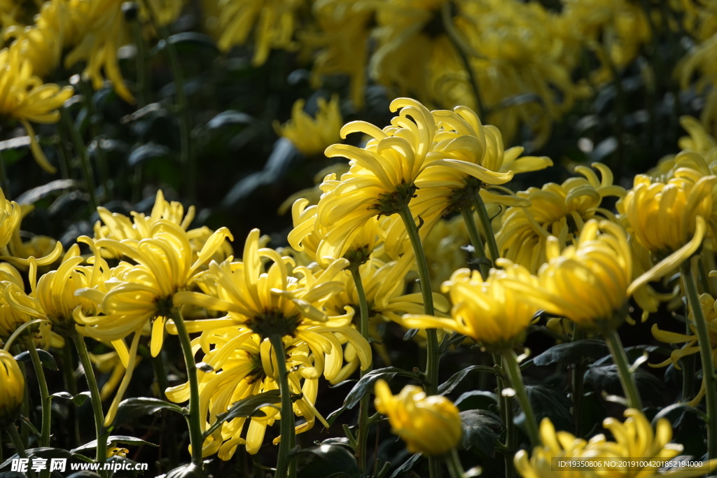 金黄色的菊花花朵