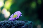小花