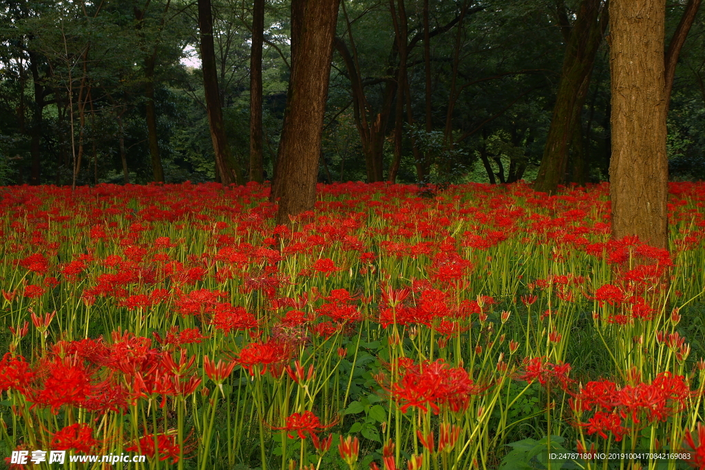 花草