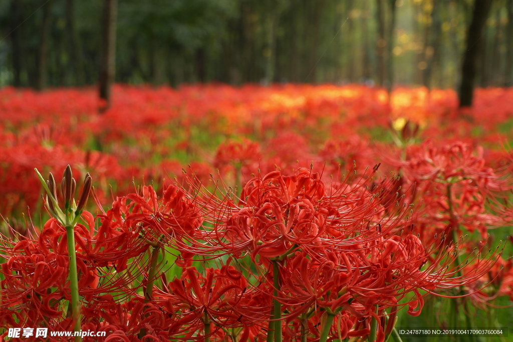 花草