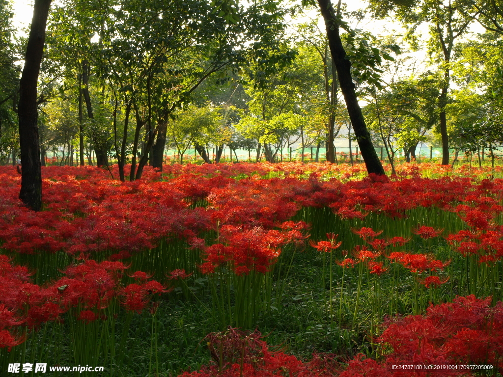 花草