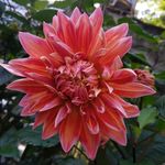 大丽花 大丽菊 花朵 美丽