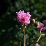 特写 花朵 紫薇 秋天 紫薇花
