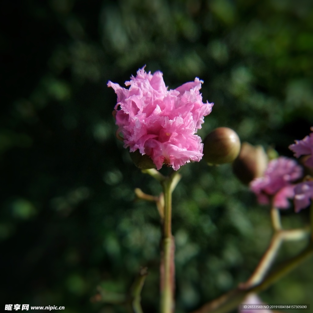 特写 花朵 紫薇 秋天 紫薇花