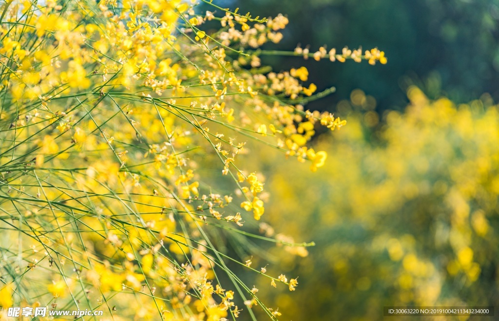 黄花