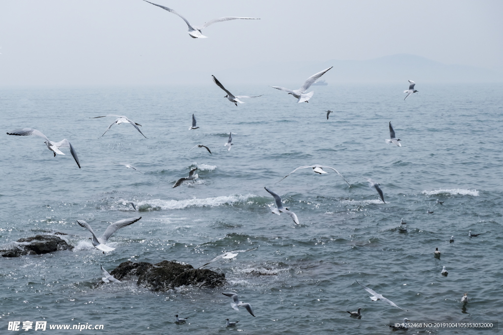 海鸥