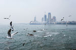 海鸥