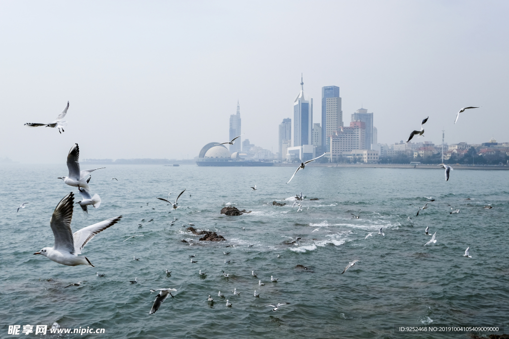 海鸥