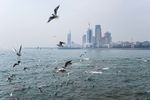 海鸥飞翔