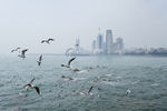 海鸥