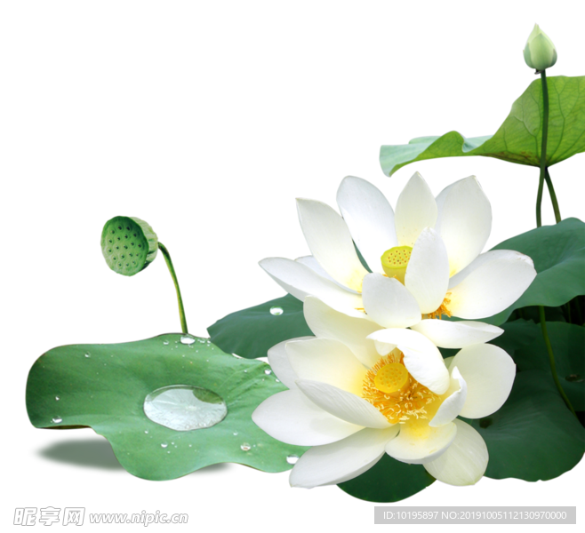 荷花 荷叶 荷 花苞 花 粉花