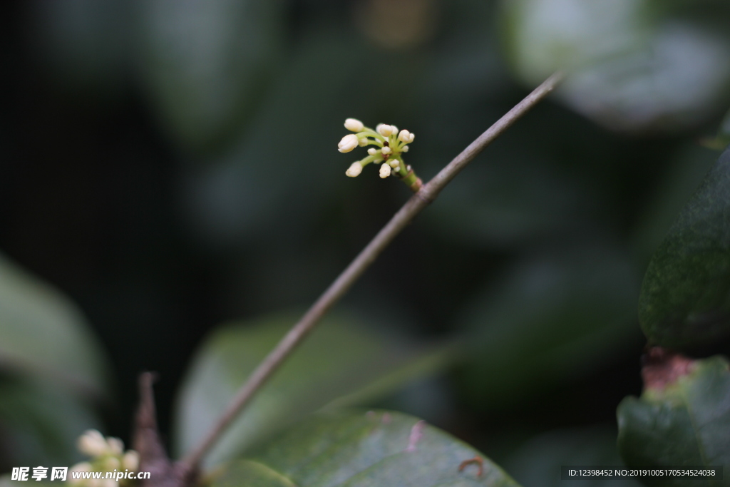 桂花